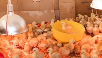 THE SUPPLEMENTATION OF WATER ADDITIVE KIMCHISTOC COULD PREVENT NATURAL INFECTION OF AVIAN INFLUENZA IN BROILER