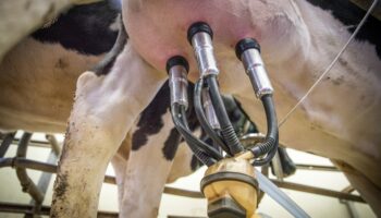 A Study on Efficacy Evaluation of Disinfectant “LactoClean Spray” for Bacteria Derived from Bovine Mastitis